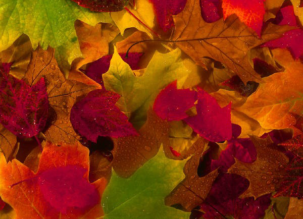 Herbst in Kellenhuse